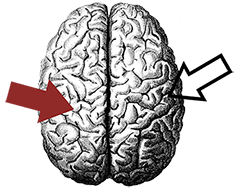 brain